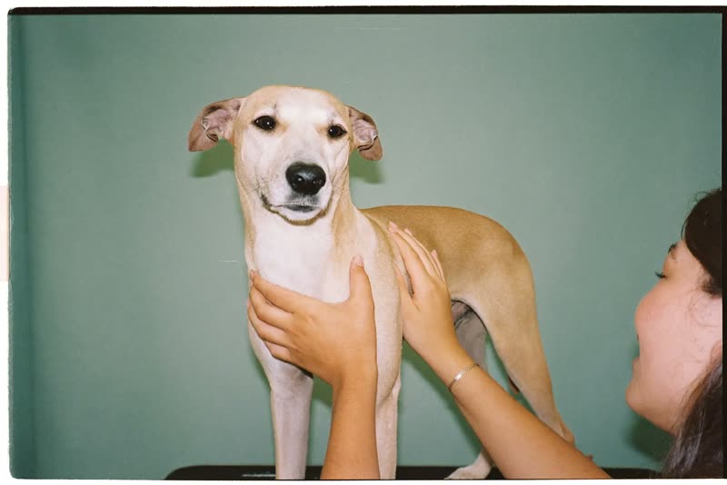 A dog standing on a grooming table being handled