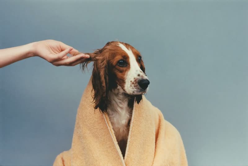A wet dog wrapped in a towel after its bath