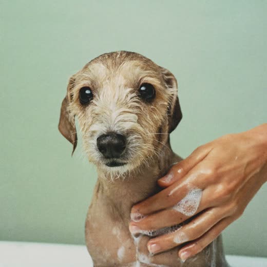 A small dog being bathed and lathered during a groom