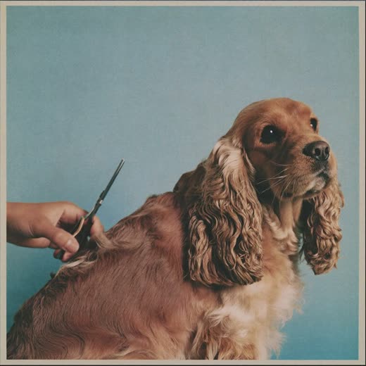 A spaniel having its coat clipped by a groomer