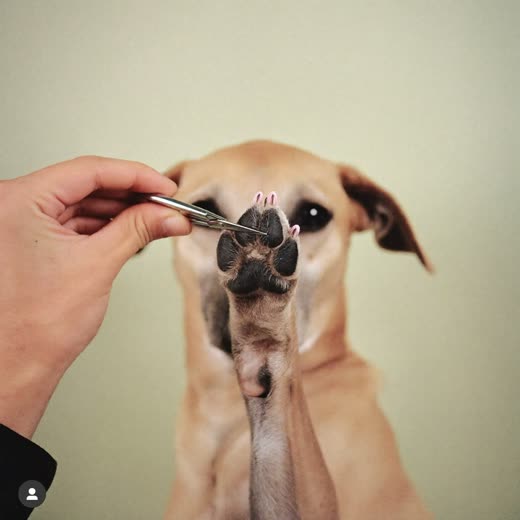 A dog's paw held for a nail trim