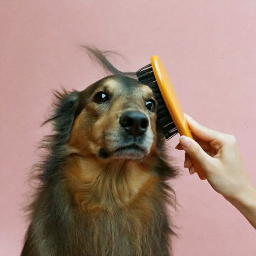 A long-coated dog being brushed and de-shedded