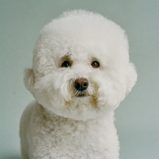 A small white dog after a finished groom